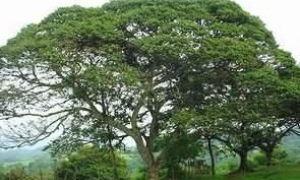 Copal una planta maravillosa para las gripes y otros males