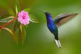 Colibrí o zunzún cubano