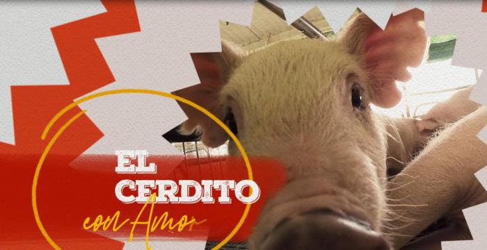 Imagen tomada del spot de la  IV Feria Nacional Porcina