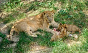 Jardín Zoológico de La Habana