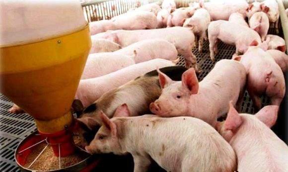 Alimentación de cerdos.