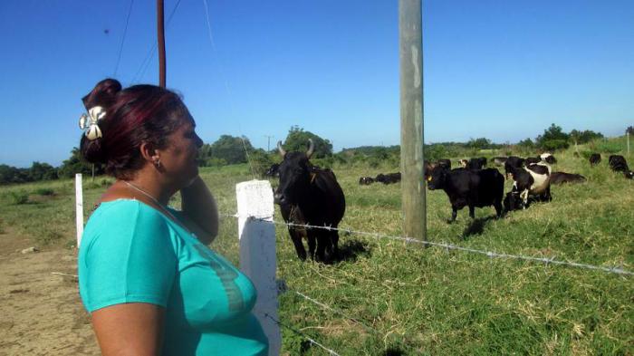 Mujer observa vacas.