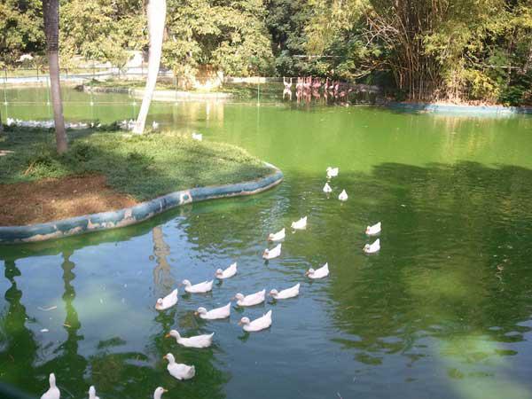 estanque, aves, árboles