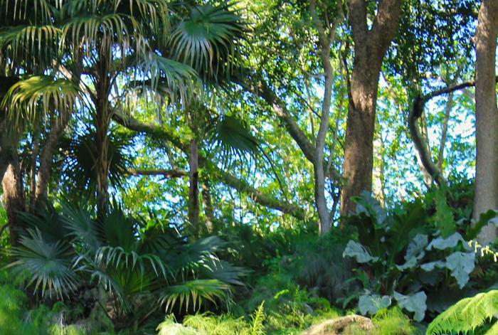 bosque