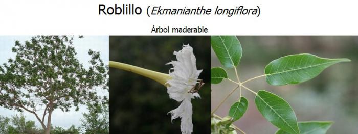 del Roble Real (Ekmanianthelongiflora),  especie endémica de Cuba, República Dominicana y Hait