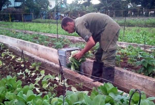 Agricultura urbana