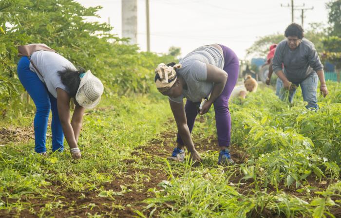 Trabajo voluntario en la agricultura en la CCS Leonor Pérez de La Lisa