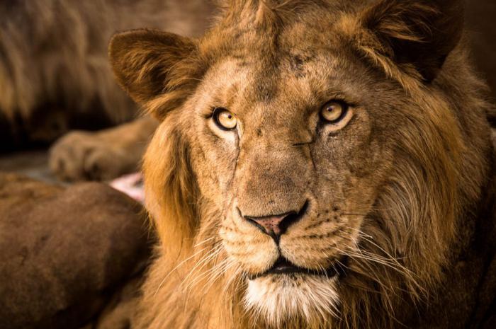 León en el Zoológico Nacional de Cuba