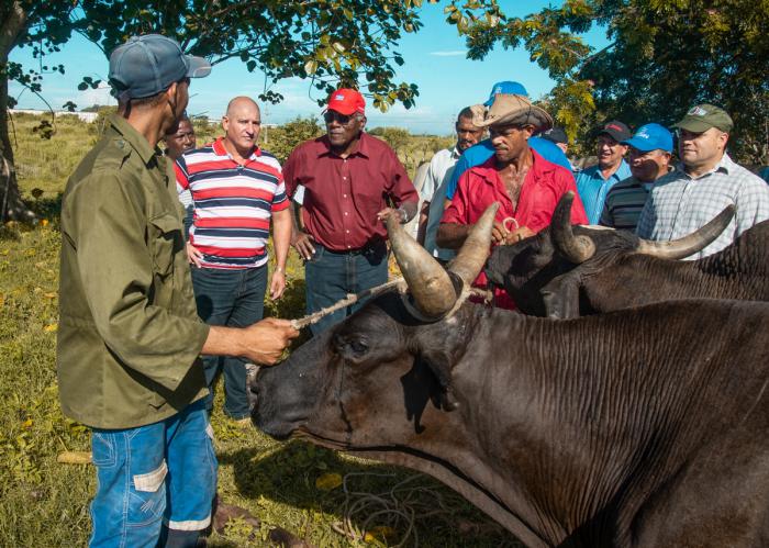 Vaquería 6 de Villena Revolución