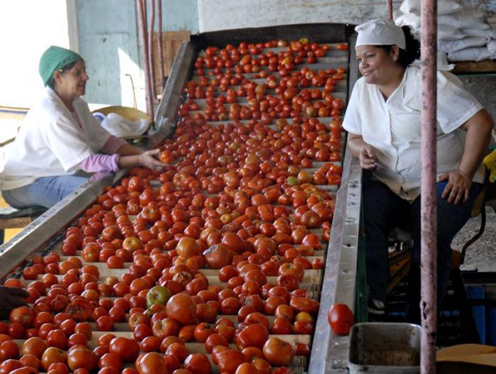 ¿Regresarán los imprescindibles productos del tomate a los Mercados?