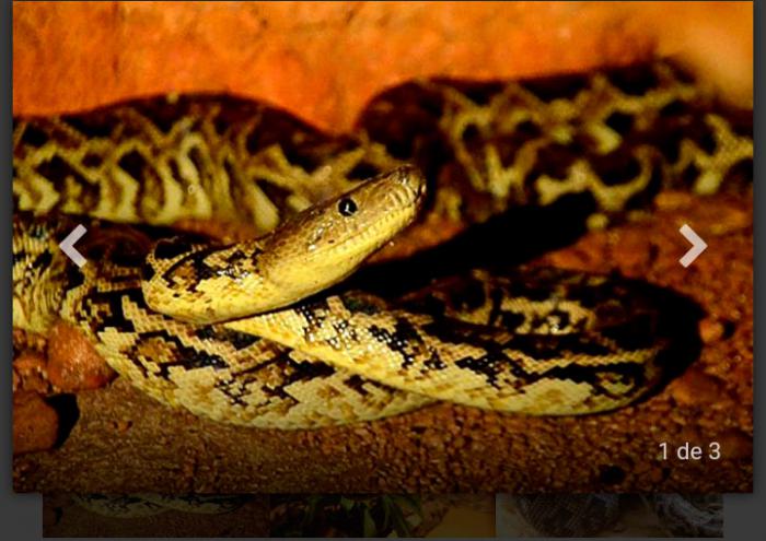 ¿Arañas peludas, una pecera y el majá de Santa María?