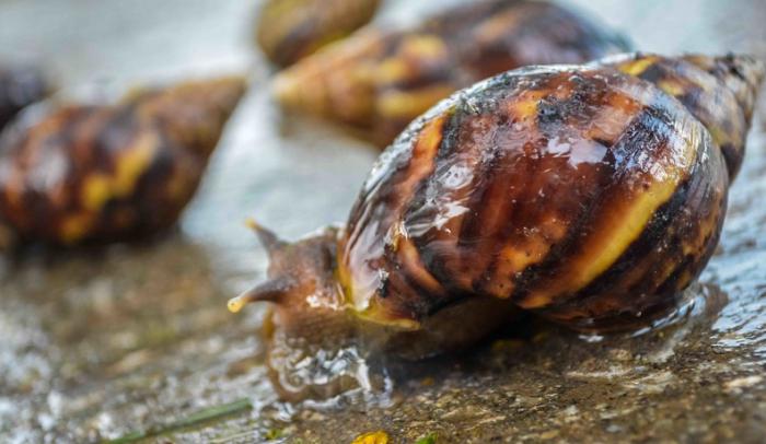 Dedicarán Puertas Abiertas para hablar del Caracol Gigante Africano