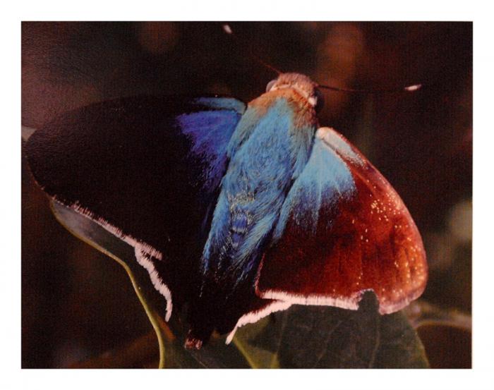 Habana, una mariposa con nombre de ciudad