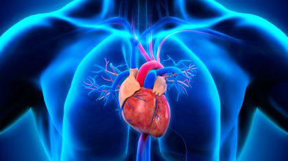 Descubierto un nuevo origen de los vasos linfáticos del corazón