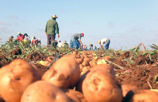 Llegará a todo el país la papa