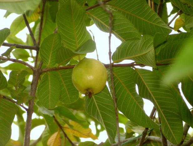 La hoja de guayaba: Remedio para muchos males