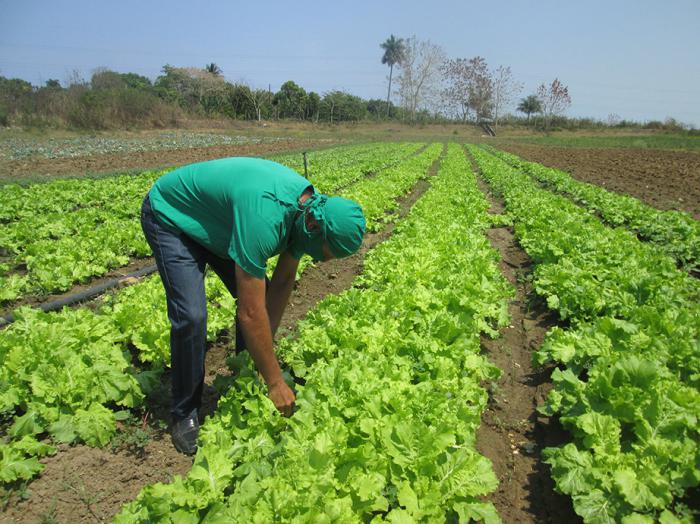 hombre sembrando lechuga en el campo agricultura