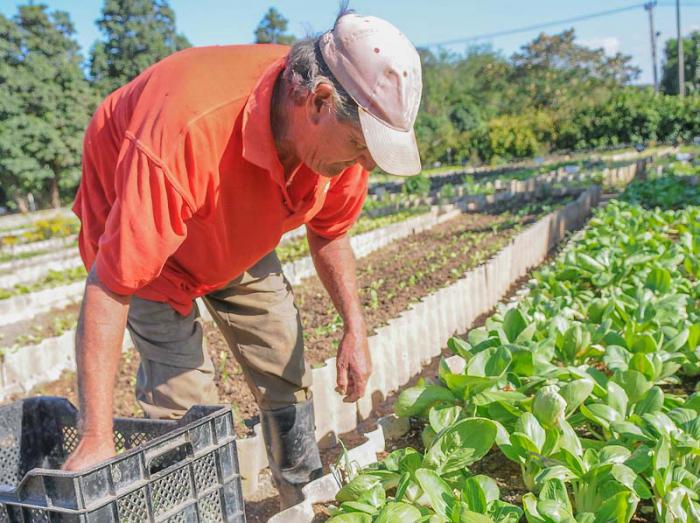 Con el ánimo de mantener la vitalidad de las producciones del sistema de la Agricultura, Rodríguez Rollero se refirió al monitoreo de las afectaciones que la covid-19 pueda generar en las fuerzas laborales del sector.