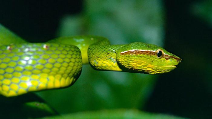 Nueva especie de víbora verde venenosa