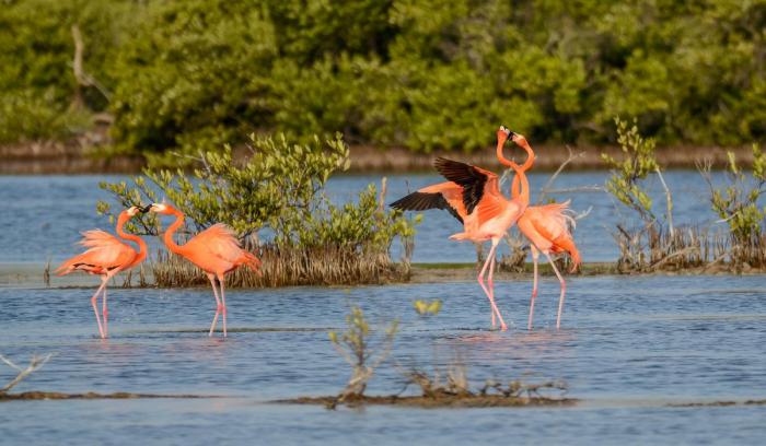 Flamencos-Biodiversidad