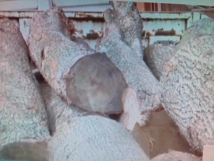 Detectan ilegalidades en Cooperativa No Agropecuaria Acemos en la Habana 