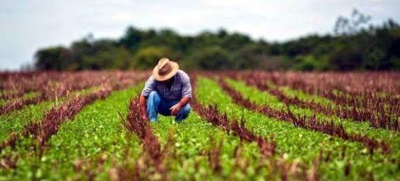 Hombre cultivando la tierra