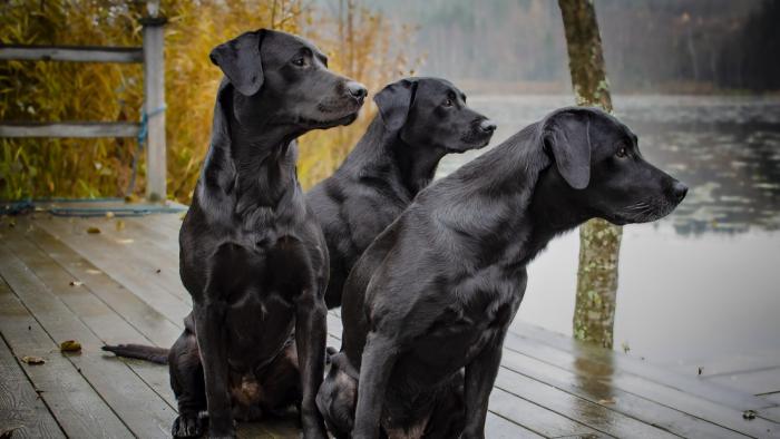 Edad en los perros