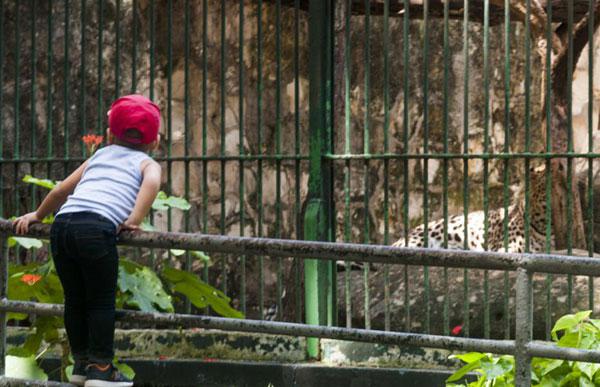 Zoológico de La Habana, ubicado en calle 26, en El Vedado