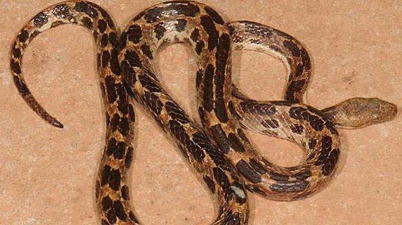 Cuba tiene la mayor diversidad de serpientes del género Tropidophis, que representa el 53 % de todas las especies conocidas. 