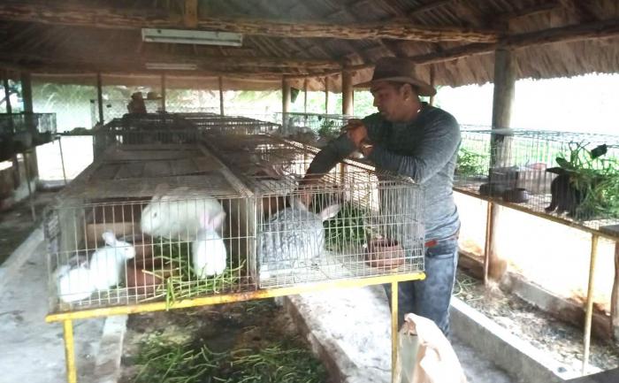 Agricultura cria de conejos