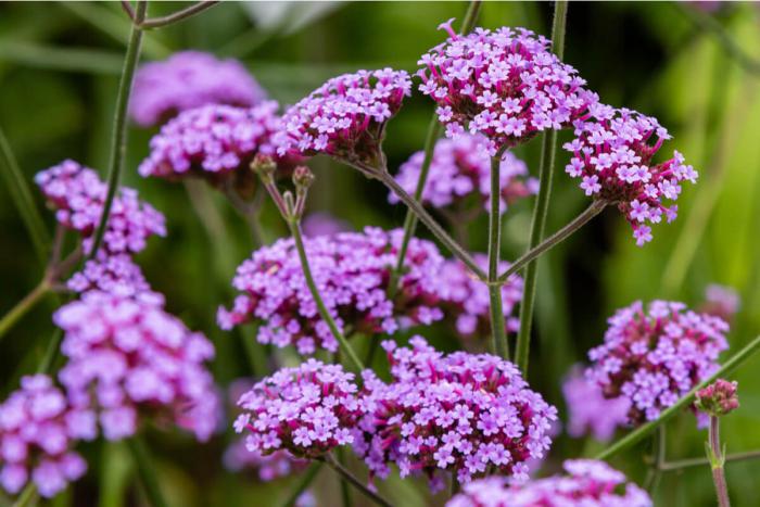 Flores de verbena