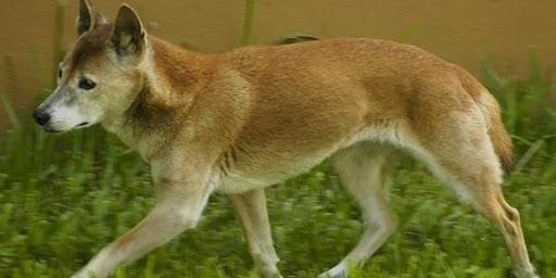 Perro cantor