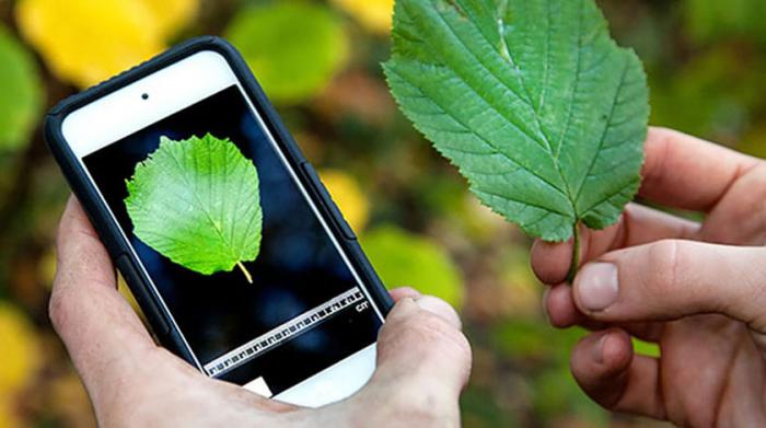 Móvil que muestra aplicación para controlar el trips del frijol y mano con una hoja de la planta