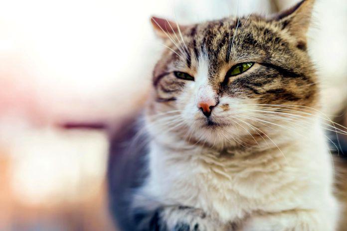 Parpadea lentamente, tu gato te amará más  