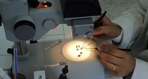 Investigación sobre giardia