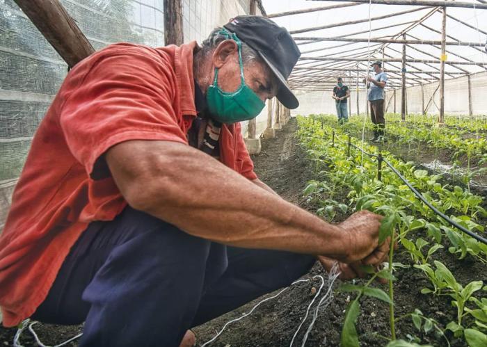 Una persona trabajando la tierra en La Victoria