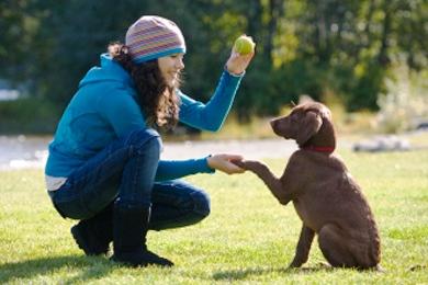 Por qué jamás deberías educar a tu perro a gritos