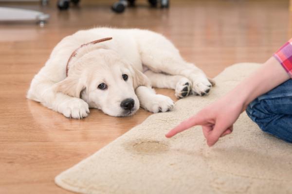 Trucos para crear buenos hábitos en nuestras mascotas