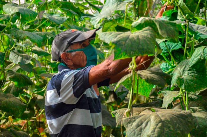 hombre trabajando en la agricultura