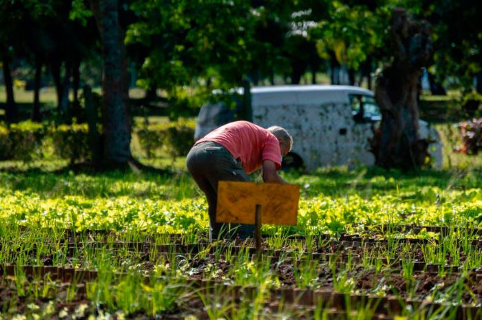 hombre sembrando. Agricultura urbana, la habana