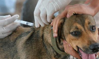 Dictan decreto sobre contravenciones de la medicina veterinaria