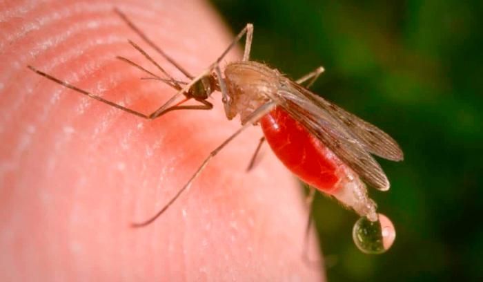 Nuevo tipo de mosquito esparce la malaria de manera  