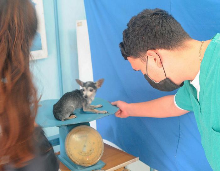 Veterinario atendiendo a un perro. Clínica veterinaria Casino Deportivo