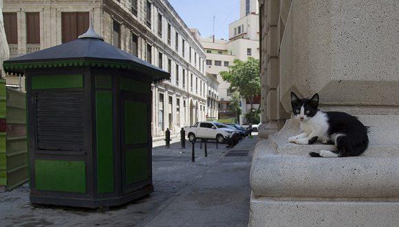 Este mes está previsto en el cronograma legislativo que se apruebe el decreto ley de bienestar animal.