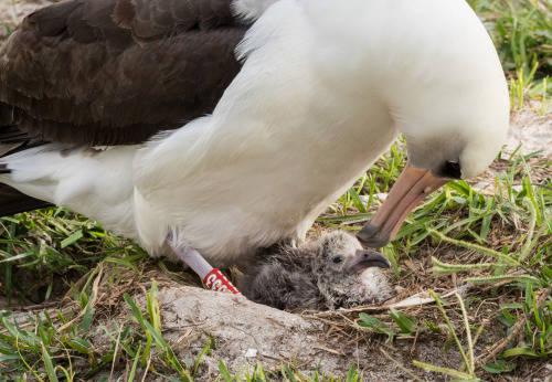 Vuelve a ser madre a los 70 años, el ave marina más vieja del mundo