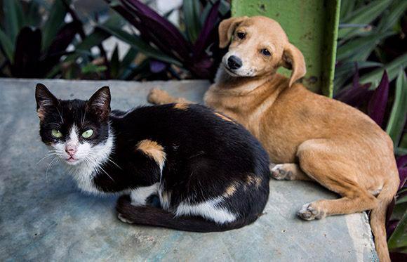 gato y perro
