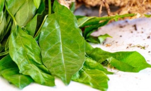 Propiedades del anamú y algunas contraindicaciones