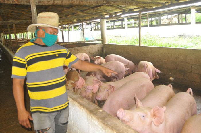 Criador de cerdos