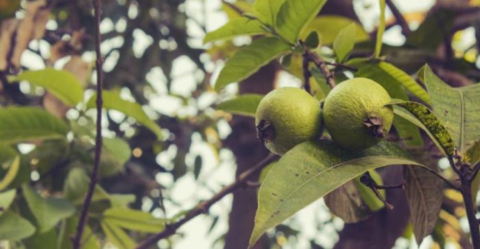 Infusión de hojas de guayaba