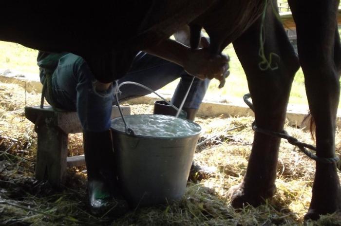Precisan detalles sobre comercialización de leche